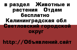  в раздел : Животные и растения » Отдам бесплатно . Калининградская обл.,Светловский городской округ 